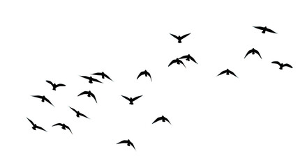 Flock of birds flying in formation, outlined in white, isolated on transparent background