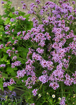 Flores con tonos morados y rosa