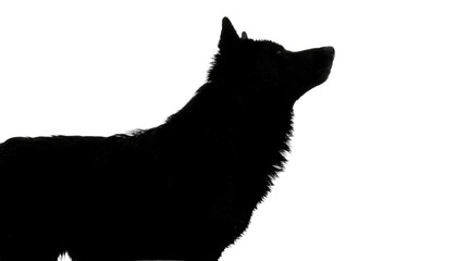 Silhouette of a dog looking up with its mouth closed in a dark and shadowy monochrome scene