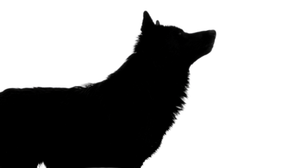 Silhouette of a dog looking up with its mouth closed in a dark and shadowy monochrome scene