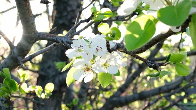 Close-up of a blooming apple tree in the morning sun, an old tree in the gardens of Almaty. Background with spring blooming. A blooming apple tree, delicate flowers on the tree in the soft sunlight.