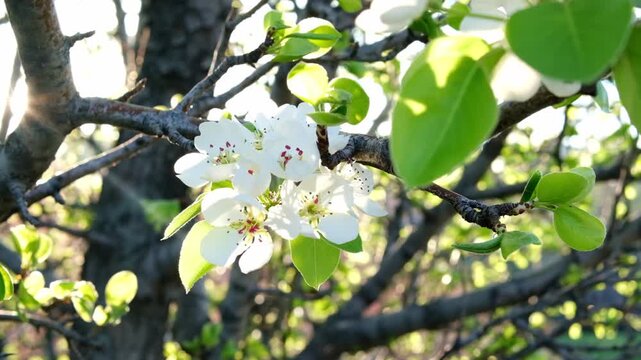 Close-up of a blooming apple tree in the morning sun, an old tree in the gardens of Almaty. Background with spring blooming. A blooming apple tree, delicate flowers on the tree in the soft sunlight.