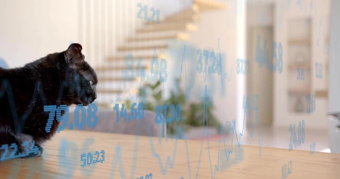 digital overlay appearing on table causing black cat tilting head and tracking numbers showing data - Powered by Adobe