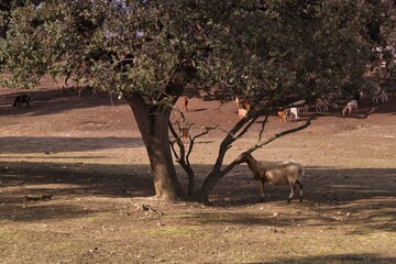 Goat grazing under a large tree in a sunlit pasture with other goats in the background