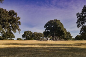 Green trees and fallen branches creating a natural landscape in a sunny open field during daytime