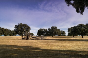 Lush meadow with ancient oak trees under a clear sky during golden hour in a serene landscape