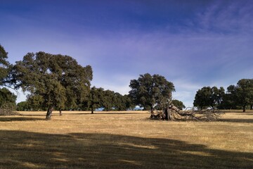 Beautiful landscape with large trees in a wide open field during daytime
