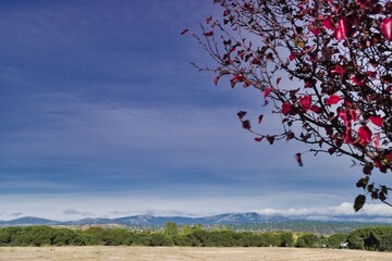 Vibrant autumn leaves contrast with a serene landscape under a cloudy sky in the mountains