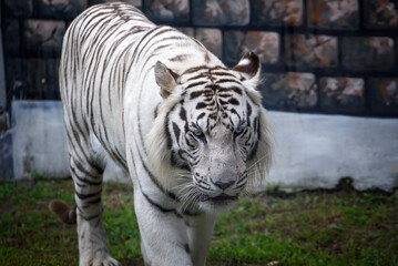 White tiger in captivity