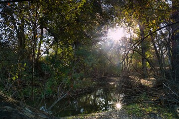 Sunlight shines through trees over a tranquil stream in a serene forest during early morning hours