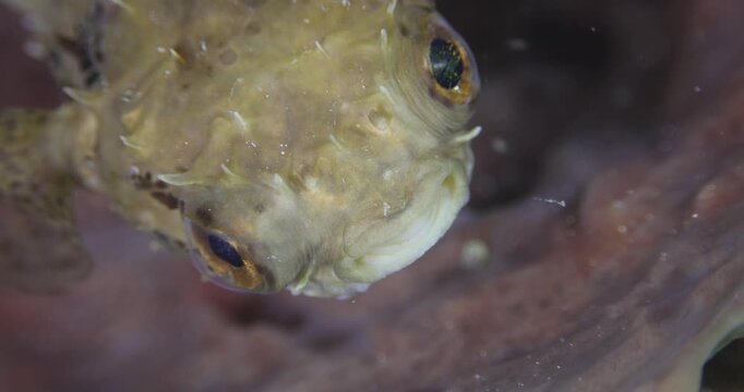 Close-up of Porcupinefish swimming underwater. Seabed exploration, marine ecosystem, underwater nature, tropical fish. Underwater world and life of its inhabitants. Diving.