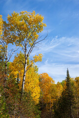 Birch trees in fall color and pines below blue sky and clouds in northern Minnesota