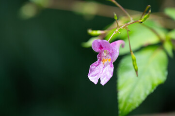 Pink flower of touch-me-not blooms in autumn.