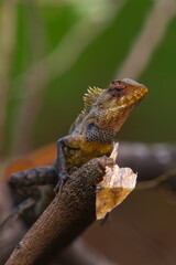 Oriental Garden Lizard on a Tree Branch