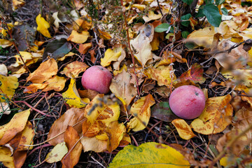Two red apples lying on fallen yellow leaves. Warm autumn colors, natural texture and cozy seasonal atmosphere outdoor