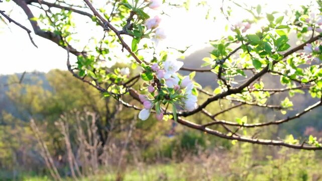 A blossoming apple tree in the mountains near Almaty. Apple blossoms in the morning sun.
