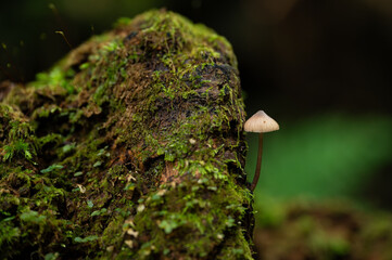 Tiny mushroom grows on a fallen tree trunk.