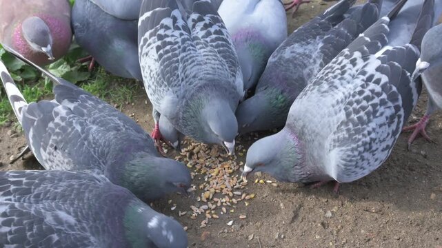 Feral Pigeons (Columbia livia) in closeup competing for seeds on the ground in a public park. November, Kent, UK. (Normal speed) 