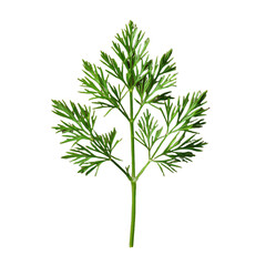 Single sprig of fresh dill isolated on transparent background PNG, aromatic herb, cooking ingredient