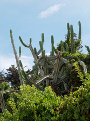 Cactus Cereus sur l'&icirc;le Saint-Honorat. &icirc;le de L&eacute;rins, Cannes, C&ocirc;te d'Azur, France	
