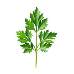 Single sprig of fresh parsley isolated on transparent background PNG, realistic herb, ingredient close up