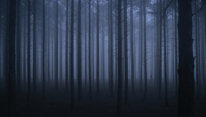 Obraz premium Fog-Draped Tall Trees in a Dark, Enigmatic Forest