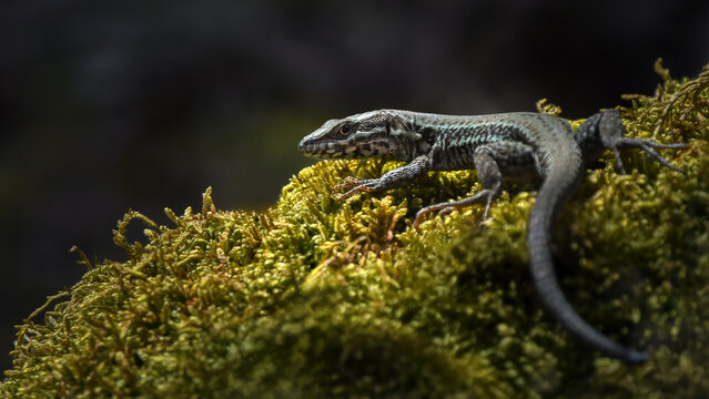 Viviparous Lizard Sitting On Green Moss (Zootoca Vivipara)