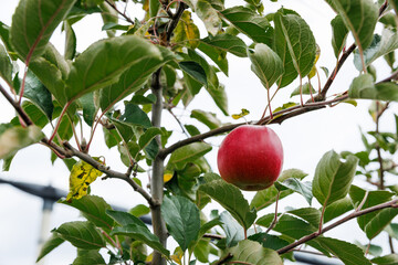 Ripe red apple on tree branch among green leaves. Fresh organic fruit growing in orchard, close-up in daylight