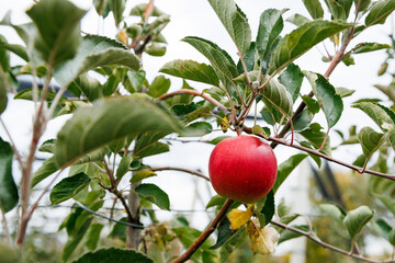 Red apple on tree branch among green leaves. Fresh organic fruit growing in orchard during harvest season
