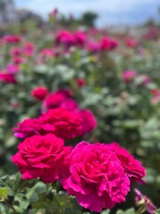 pink roses in garden, Bulgaria 