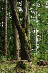 Mossy Tree and Stump in the Forest