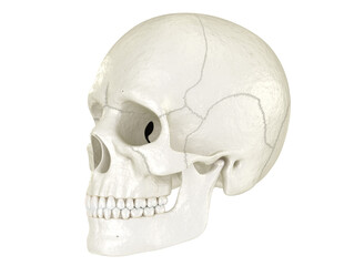 Human skull, Dental 3D illustration