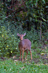 Cavendish's Dik-Dik (Madoqua cavendishi), a small bush antelope in the bush of the Masai Mara reserve.