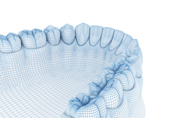 Morphology of mandibular human and teeth. Wire 3d model illustration