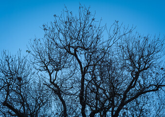 a tree that has shed its leaves. Blue sky and tree silhouette.