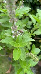 abelhas na flor de manjeric&atilde;o - bees in the basil flower