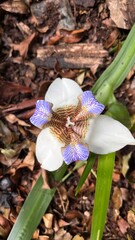 Close-Up of White and Blue Iris Flower in Natural Light
👉 Close-up de flor de &iacute;ris branca e azul em luz natural