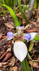 Close-Up of White and Blue Iris Flower in Natural Light
👉 Close-up de flor de &iacute;ris branca e azul em luz natural