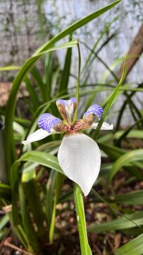 Close-Up of White and Blue Iris Flower in Natural Light
👉 Close-up de flor de &iacute;ris branca e azul em luz natural
