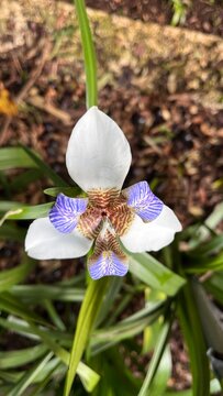 Close-Up of White and Blue Iris Flower in Natural Light
👉 Close-up de flor de &iacute;ris branca e azul em luz natural