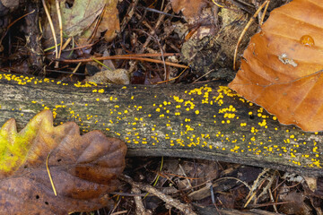 Yellow fairy cups on wood