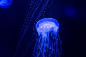 Blue transparent jellyfish in aquarium.