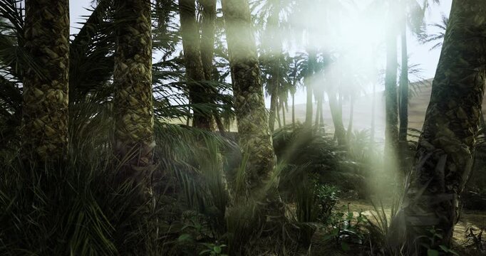 Sunlight creates a serene atmosphere in a tropical forest filled with vibrant palm trees. The path leads deeper into the greenery, inviting exploration and discovery.