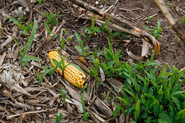 Corn cob in the soil among young green sprouts. Symbol of growth, agriculture, and sustainable farming