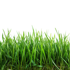 Fototapeta premium Vibrant green blades of young wheatgrass sprout upwards against a transparent background