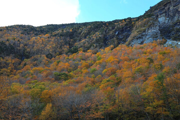 Forested Mountainside in Autumn