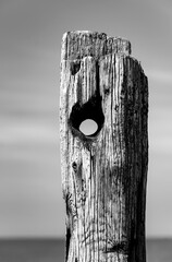 Heavily weathered wooden post from a historic harbor facility on the North Sea island of Wangerooge (Germany). A knot hole and the shape of the post make it look like a fantasy face. Black and white.