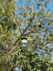 Pi&egrave;ge &agrave; papillons de la chenille processionnaire du pin sur l'&icirc;le Saint-Honorat. &icirc;le de L&eacute;rins, Cannes, C&ocirc;te d'Azur, France