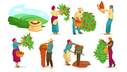 Fototapeta premium Farmers picking coffee beans, processing them with tools and baskets, set on white background. Concept of coffee cultivation. Vector illustration