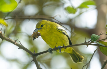 Common Iora (Aegithina tiphia) on a tree branch.